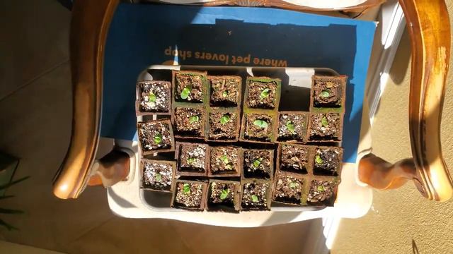 Growing Spiral Aloe - Aloe Polyphylla Plants