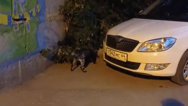 Вечерний променад | © 2022 смотреть онлайн