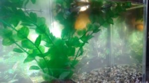 Рыбки гуппи в 5л аквариуме. Гуппи без компрессора