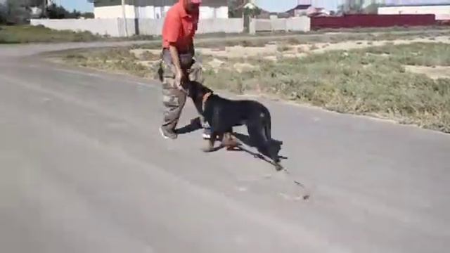 РОТВЕЙЛЕР РАФ НА ТРЕНИРОВКЕ. смотреть онлайн