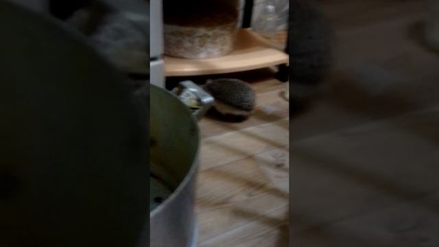 Дома живёт ёж смотреть онлайн