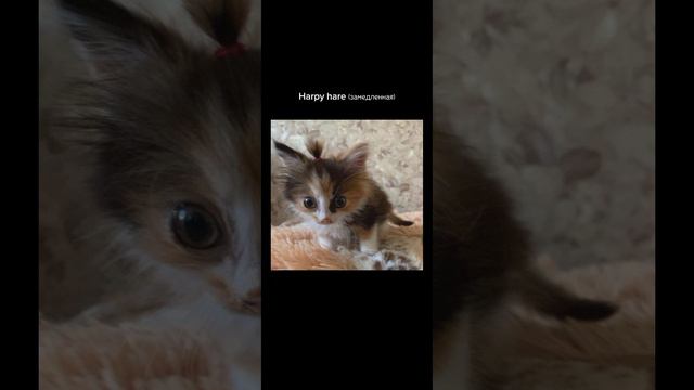 Harpy Hare(замедленная)