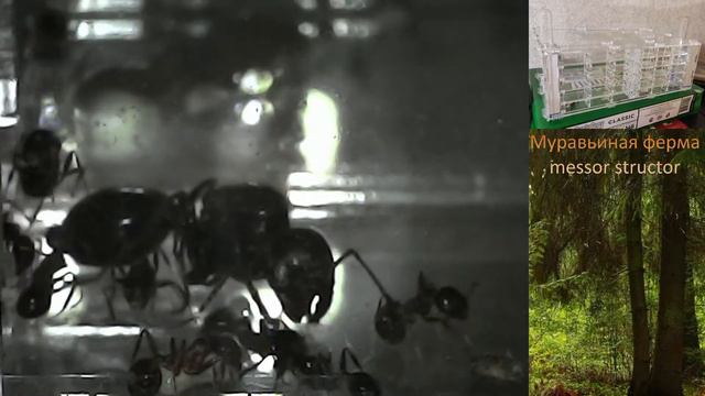 Стрим ➤ Муравьиная ферма Messor Structor #11 день➤