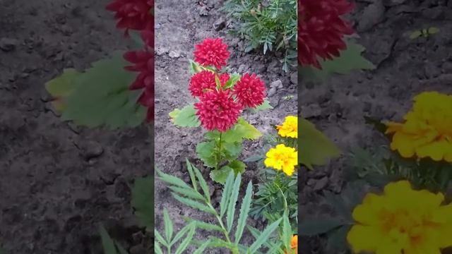 Садовые цветы, астры смотреть онлайн