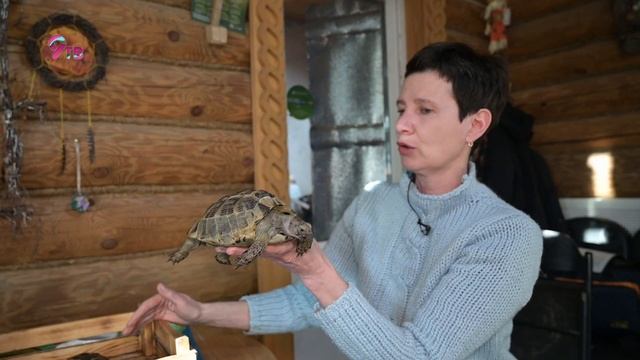 Черепахи живут по 25-30 лет, в СССР это были самые популярные питомцы, но где они сейчас? смотреть онлайн