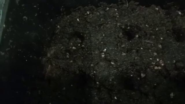 Мой опыт посадки эустомы.