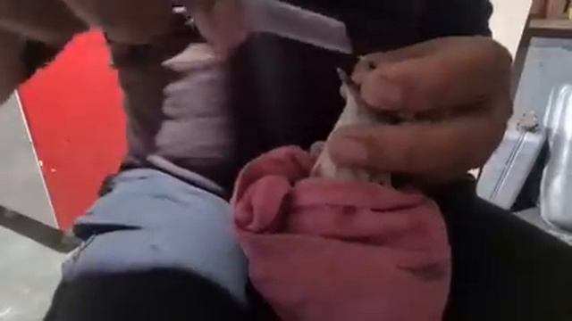 Жертвы живодёров/Новая жизнь спасённых птиц и щенка смотреть онлайн