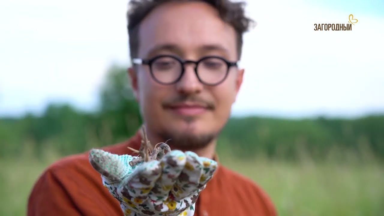 ШИПОВНИК // Живая Аптека // 2 сезон смотреть онлайн