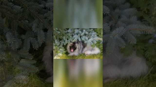 Кеесхонд, или вольф-шпиц #собака #породы смотреть онлайн