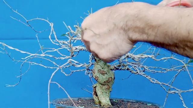 PRUNING A BONSAI TREE / PAANO MAG PRUNE NG BONSAI смотреть онлайн
