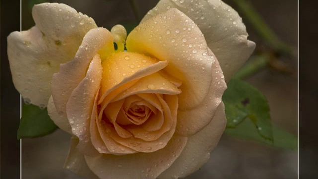 Бразильская бахиана - Г.Вишневская, М.Растропович.wmv смотреть онлайн