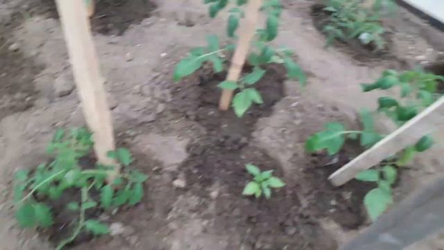 Обзор томатов! смотреть онлайн