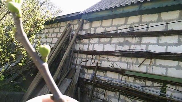 Сад и огород на 15.04.2018. Инжир, смородина золотистая смотреть онлайн