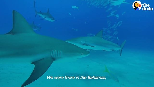 Wild Shark Recognizes Human Best Friend After They Were Separated For A Year | The Dodo Soulmates смотреть онлайн