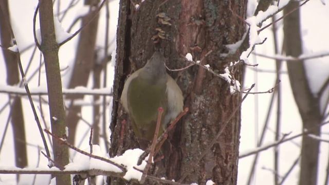 Седой дятел. Самец и самка смотреть онлайн