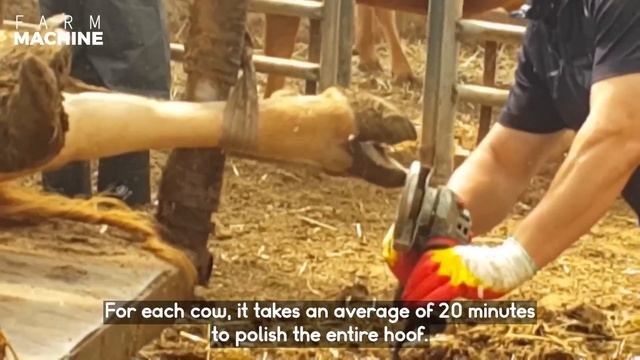 Amazing Smart Cow Farming Technology, Incredible Baby Calf Born Method, Modern Milking Technology смотреть онлайн