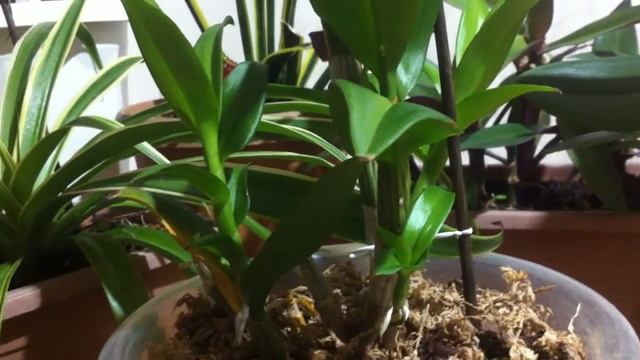 ДЕНДРОФАЛЕНОПСИСЫ ** Уход ** Рекомендации от ЗАПАДНЫХ ЭКСПЕРТОВ смотреть онлайн