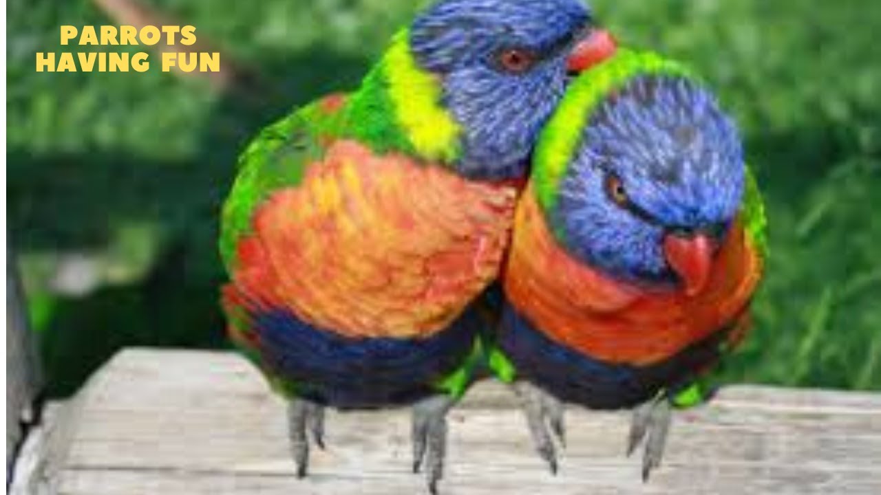 ЛУЧШИЕ ПРИКОЛЫ С ПОПУГАЯМИ смотреть онлайн