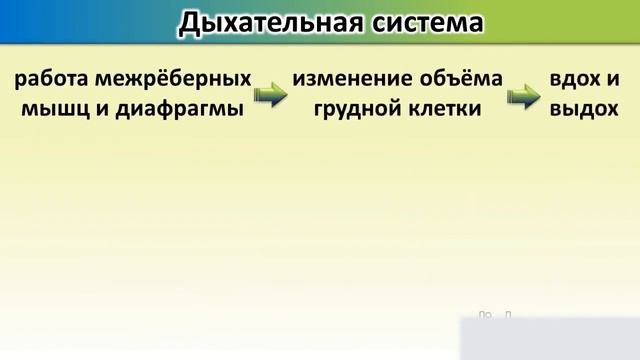 8 класс  Биология  Внутреннее строение млекопитающих