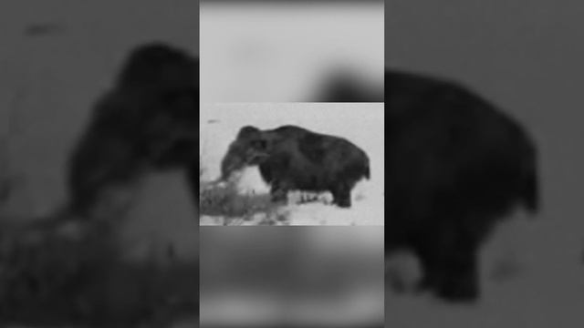 Невероятно! Настоящий Живой Мамонт Был Обнаружен в Сибири смотреть онлайн