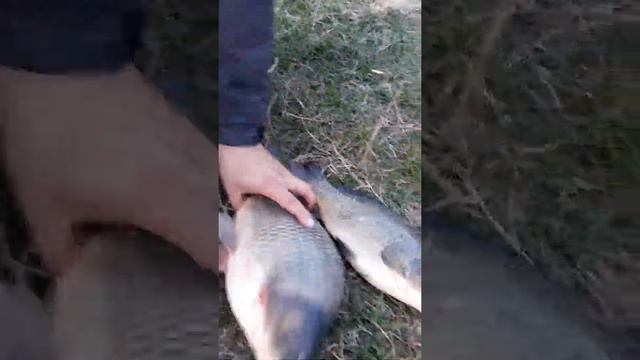 Рибалка Малополовецьке ставок Вороницький 12 жовтня 2019 р. смотреть онлайн