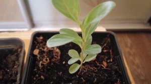 Лагерстремия - Индийская сирень посев семян в январе. Часть 2 результат