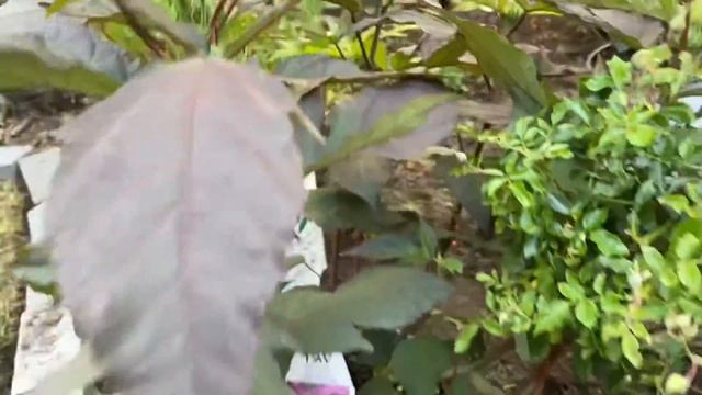 Oso Easy Lemon Zest Rose * Pinky Winky Hydrangea * Summerific Hibiscus * Sonic Bloom Pink Weigela смотреть онлайн