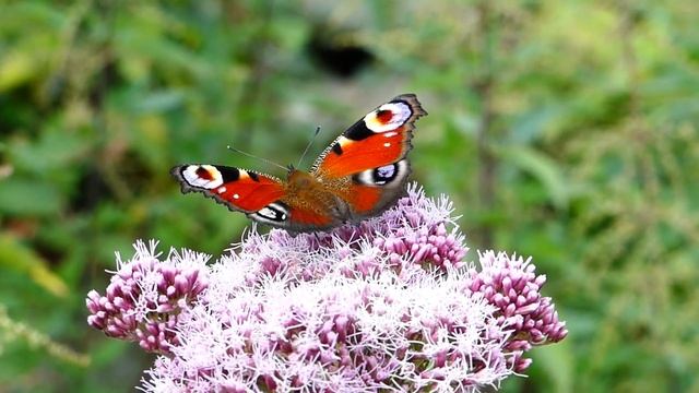 Бабочки прекрасное насекомое природы, красота впечатлительна.. the beauty of the great butterfly. смотреть онлайн