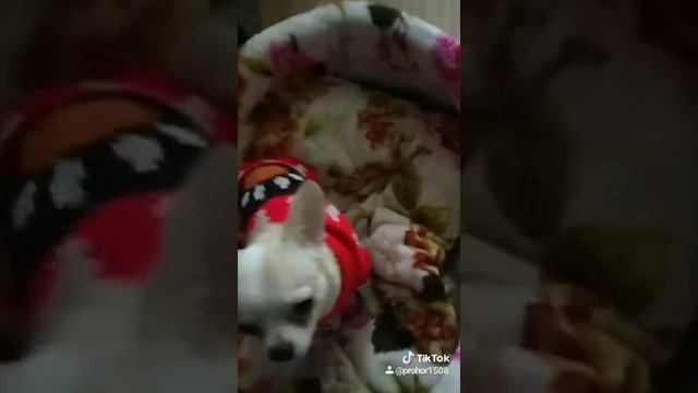 Собака катается на попе по ламинату. смотреть онлайн