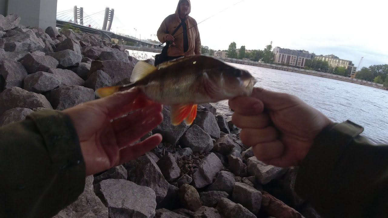 #267 | Rockfish на Неве с MUKAI 