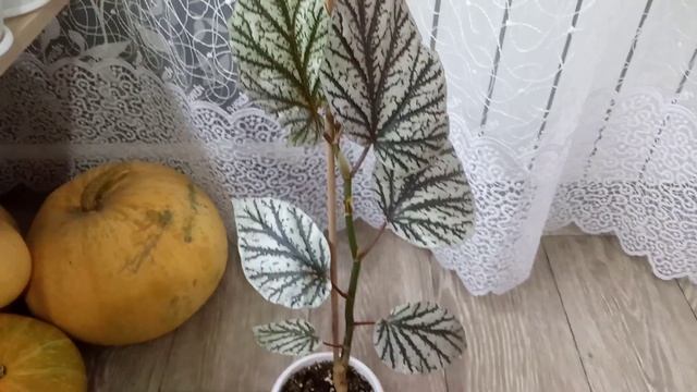 Комнатные Растения. Бегонии После Пересадки... смотреть онлайн