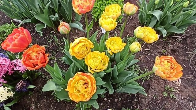 Махровые тюльпаны. Лучшие сорта из нашего каталога смотреть онлайн