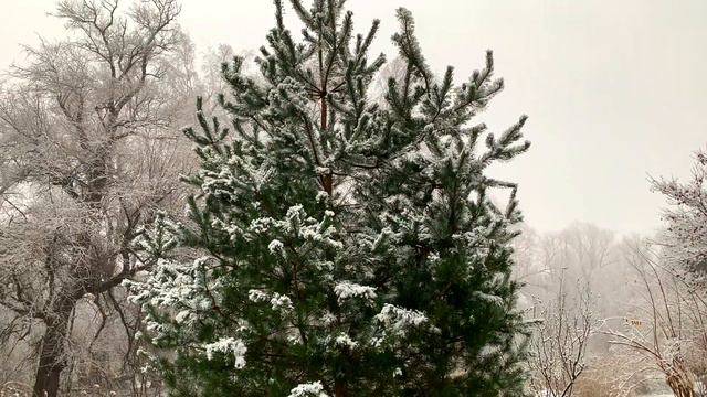 Пальмы под снегом. Palm trees in snow смотреть онлайн