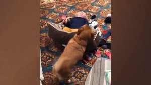 Смешные видео с детьми #104.mp4