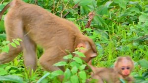Oh god...Why is baby monkey Saro unhappy with mom Sarika like this?