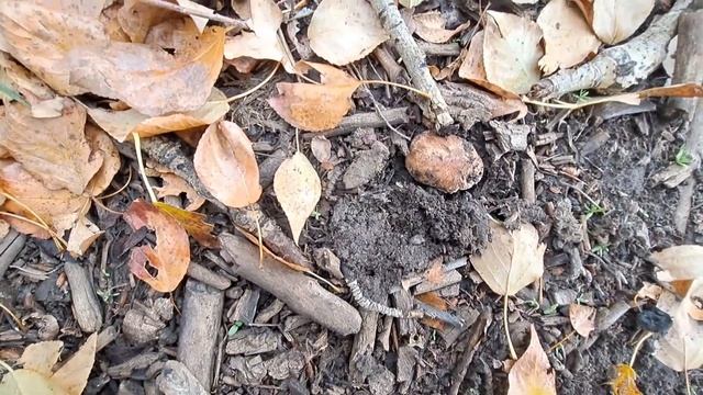 Грибы подтопольники. (шахтерики) смотреть онлайн