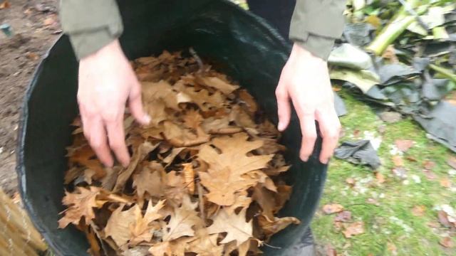 Bananen Im Freiland Überwintern (Musa Basjoo & Musa Sikkimensis) смотреть онлайн