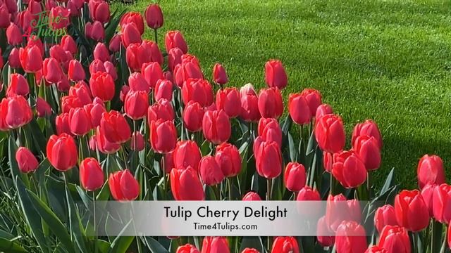 Tulip Cherry Delight | Time4Tulips.com