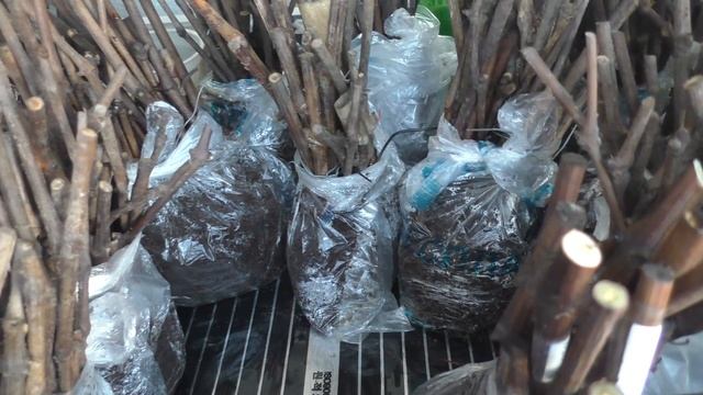 Как работает кильчеватор для виноградных черенков. Важные моменты в использовании