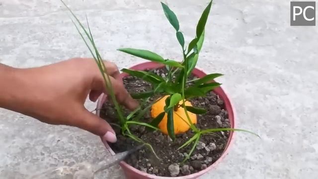 Лучший способ вырастить апельсиновое дерево из апельсина в 2023 году ? Уникальная техника? !!!