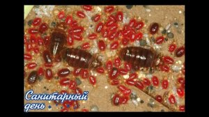 Постельные клопы. Полезно знать всем.