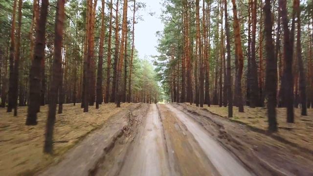 Осенний лес 4K смотреть онлайн