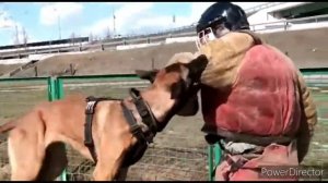 тренировка Бельгийской овчарки