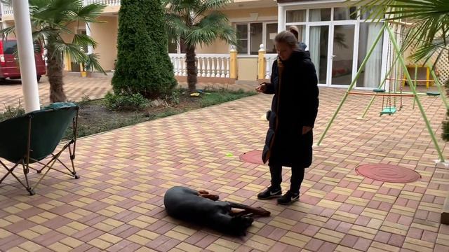 Тренировка добермана смотреть онлайн