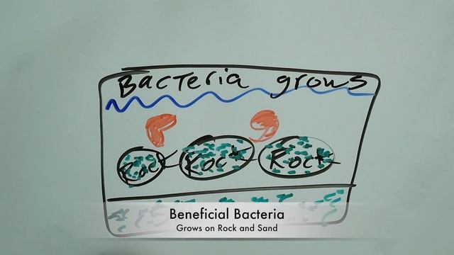 how to setup a new saltwater tank for beginners - how to cycle a saltwater tank - prevent fish deat смотреть онлайн