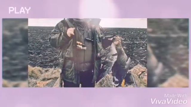 Охота на гуся весна. Саратовская область 2019. Коллектив А. В. Е. С. А. Гусь смотреть онлайн