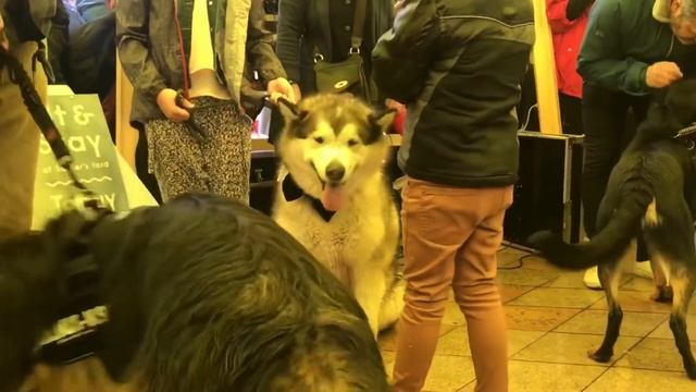 GENTLE GIANT DOG CONTEST - ALASKAN MALAMUTE смотреть онлайн