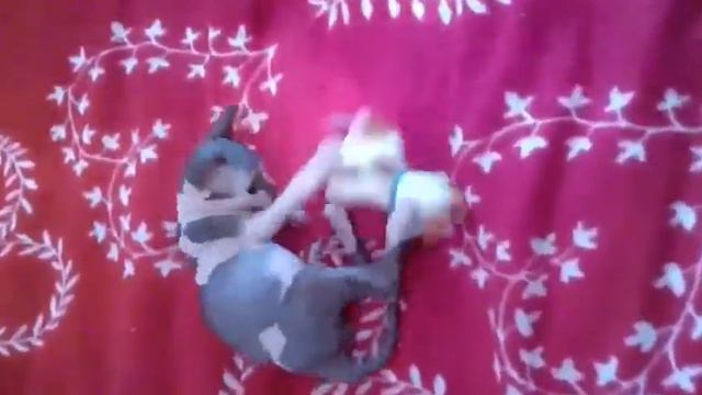 Мой котёнок Кузя в детстве.Сфинкс смотреть онлайн