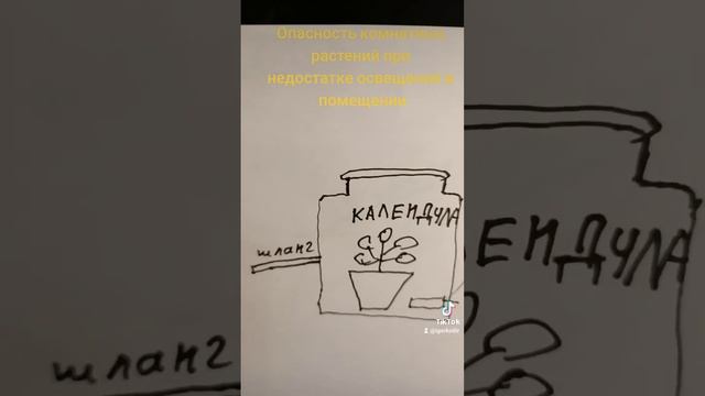 Опасность комнатных растений при недостатке освещения в помещении. смотреть онлайн