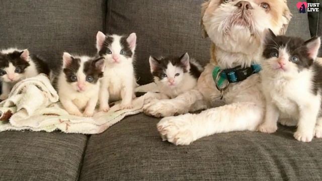 Dog became the foster mother of 74 kittens from the shelter, and is not going to stop смотреть онлайн